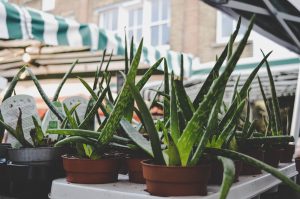 Lille samling af aloe vera i potter og flamingobakke.