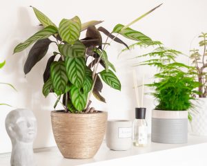 Min yndlings calathea.