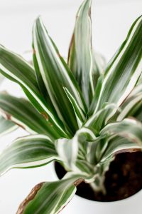 Dracaena i potte.