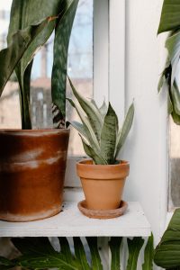 Sansevieria - eller svigermors skarpe tunge i fin terra cotta-potte.