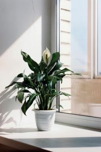 Fredslilje - Spathiphyllum wallisii