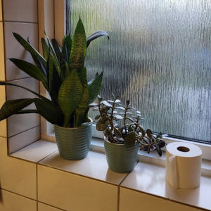 Stueplanter i vindueskarm på et badeværelse - med toiletpapir.