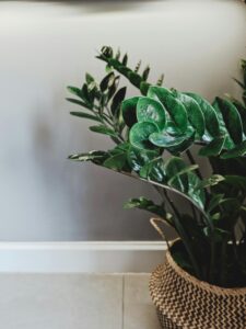 ZZ plante - Zamioculcas zamiifolia - i flettet potte