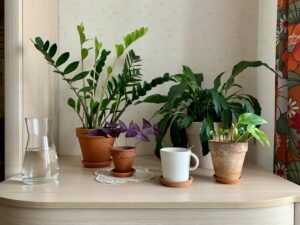 Fredslilje, ZZ-plante, guldranke og sommerfuglekløver