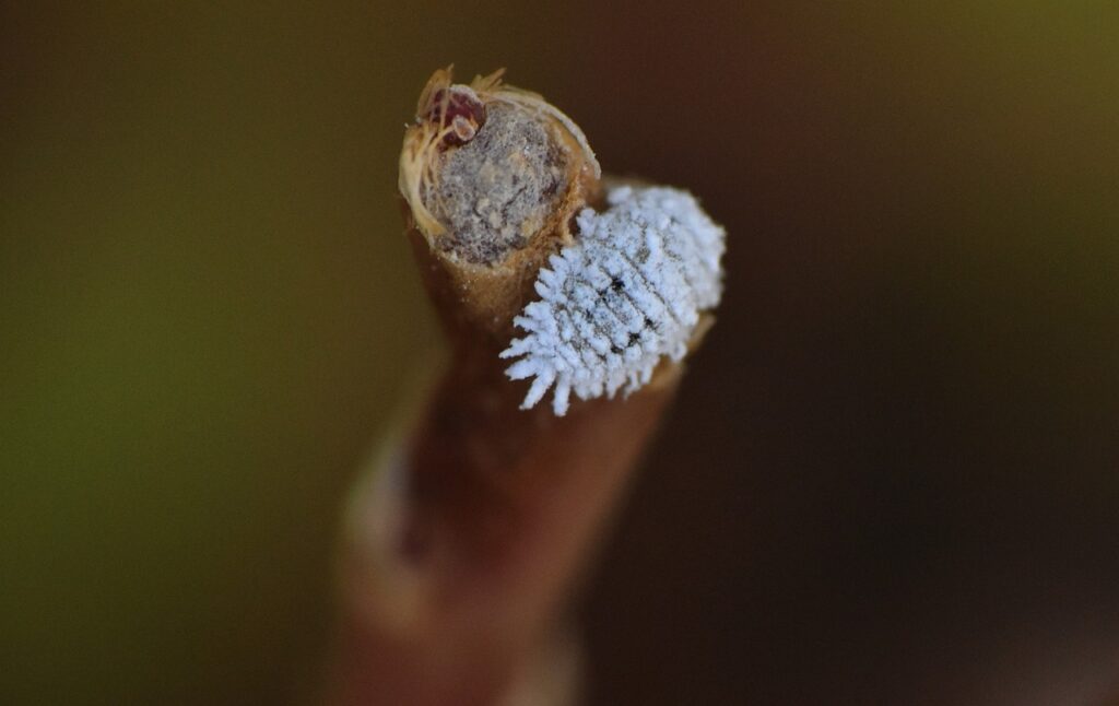Uldllus - Pseudococcidae