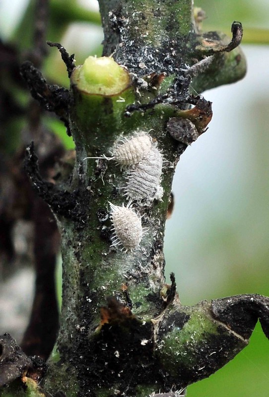 Uldllus - Pseudococcidae