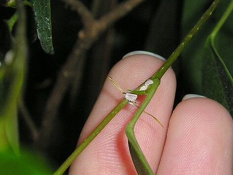 Uldllus - Pseudococcidae