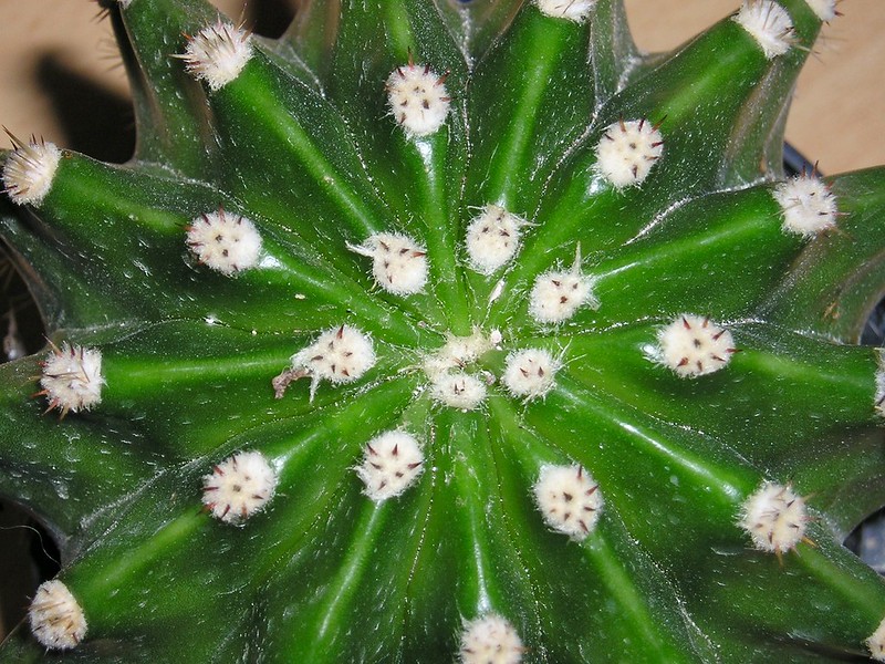 Uldllus - Pseudococcidae