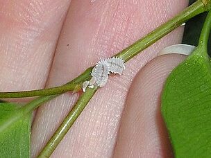 Uldllus - Pseudococcidae