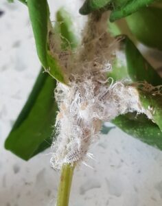 Uldllus - Pseudococcidae