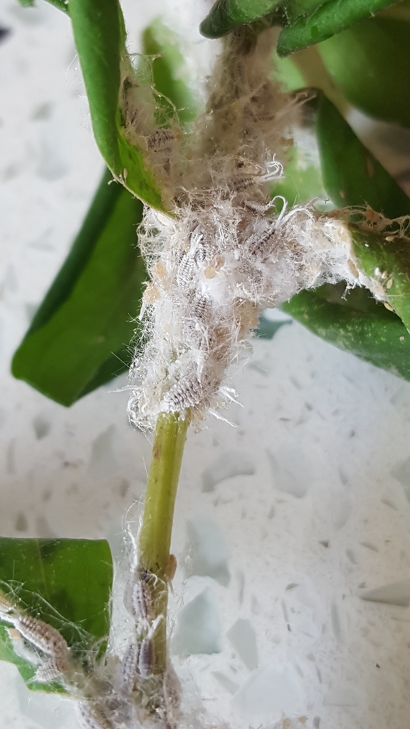 Uldllus - Pseudococcidae