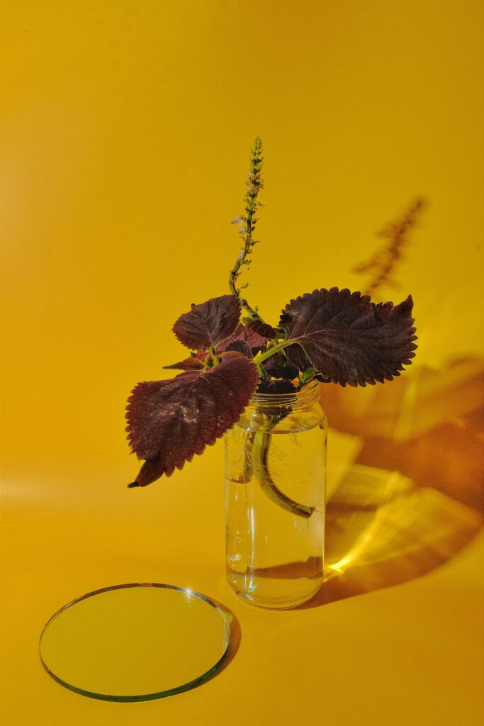 Stikling af coleus i vand.