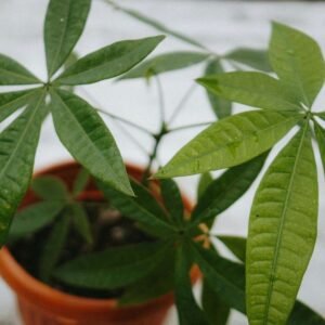 Pachira aquatica - Lykkekastanje