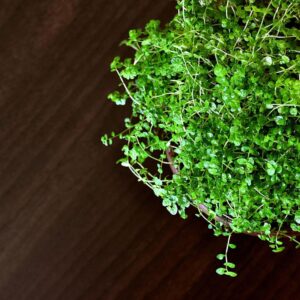 soleirolia soleirolii - husfred