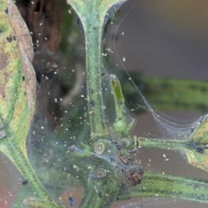 spindemider - Tetranychus urticae